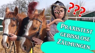 Praxistest gebisslose Zäume von baumlos glücklich FRA Teil 2  Serenity Horses [upl. by Netsrak]