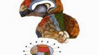 How the Body Works  The Thalamus [upl. by Iderf]