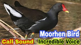 Moorhen bird call sound  Incredible voice common moorhen birds  New moorhen birds call sound [upl. by Ecahc]