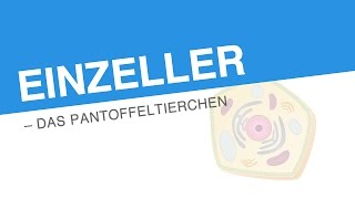 EINZELLER – DAS PANTOFFELTIERCHEN  Biologie  Biologie der Zellen [upl. by God]