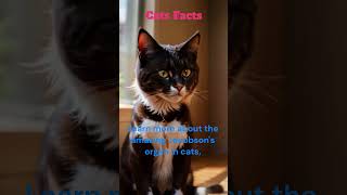 quotThe Super Sense of Cats Discover the Jacobsons Organquot 😺👃 [upl. by Normie]