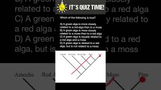 How to understand phylogenetic trees [upl. by Rimidalb]