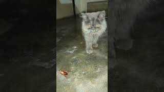 Cute cat playing with cockroach  Cat vs Cockroach [upl. by Wertheimer979]