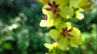 Dark Mullein Verbascum nigrum  20130823 [upl. by Nana652]