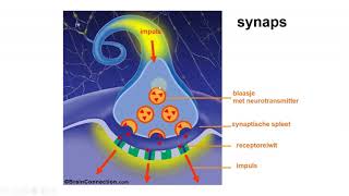 Zenuwstelsel neurotransmitters en actiepotentiaal [upl. by Annirak]