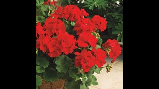 Gorgeous Geraniums  Varieties of Geraniums  How to take care and Propagate HD [upl. by Arraet373]