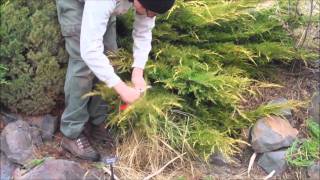 Tip Pruning a Juniper [upl. by Egief]