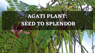 Agati Sesbania Grandiflora  Sesban  SwampPea  Hummingbird Tree  Plant Seed To Splendor [upl. by Matless]