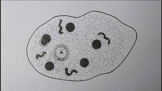 Entamoeba histolytica trophic view Biology drawing [upl. by Guerra]