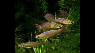 Threadfin Rainbow Iriatherina Werneri Species Profile quotA beautiful Rainbow Speciesquot [upl. by Tichonn]