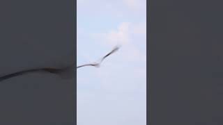 Osprey taking off near Brazoria Wildlife Refuge [upl. by Aiz]