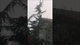 Tall pine tree cutting [upl. by Cirederf]