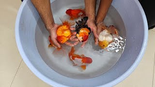 Jumbo Oranda Gold Fish Stock at Gold Fish House India [upl. by Nata647]