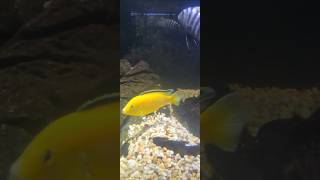 Yellow Cichlid Fish 🐟🌞👍 [upl. by Ylim]