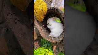 Rabbit drinking honeysubscribers shortsyoutube cuteanimal pets cute honey musicgenre [upl. by Anilem]