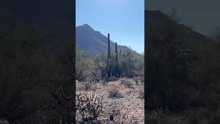 A crisp morning in the Arizona Sonoran Desert desert hiking mystical [upl. by Leiria]