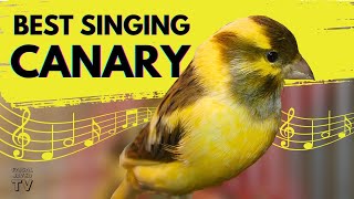 Canary Singing birds sounds at its best  Melodies Canary Bird song  Training Video [upl. by Ahcurb264]