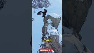 The Majestic Flight of the Andean Condor World’s Largest Bird in Actionshorts [upl. by Yenoh]