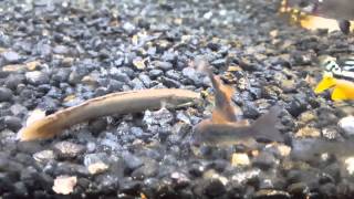 Baby Senegal bichir eating [upl. by Lovell]