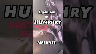 knee ligaments MRI humphrey [upl. by Vanny878]