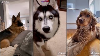 Bark at your dog and see what they do  TikTok [upl. by Ansell316]