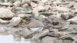 Common Sandpiper Marshside RSPB 15821 [upl. by Maxwell341]