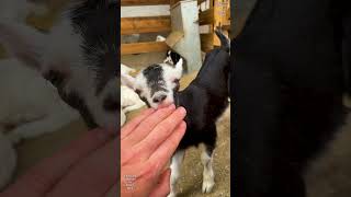 Baby goat is hungry dairygoats goatfarming goats babygoat dairyfarm alpinegoats ziegen [upl. by Enomys]