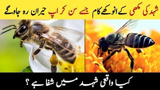 The Honey Bee  shahd ki makhi  Systems Of Bees  Shahd Mein shafa hai  Ahmed Voice [upl. by Eremehc]