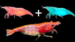 Mixing Shrimp Colors  How to Create Your Own Red Rili Shrimp Line [upl. by Inaflahk]