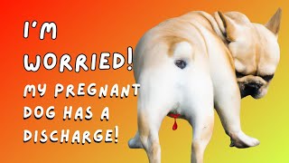 Pregnant dog discharges explained [upl. by Amocat]