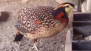 Tragopan Blyth Tragopan blythii [upl. by Arihat]