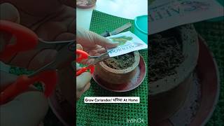 Grow Coriander dhaniya At Home 🌿  With Results ☘️ dhaniya shorts [upl. by Zuliram972]