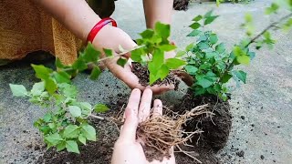 easiest method to grow thunbergia erecta cutting easily gardening you tube video flower cutting [upl. by Norramic207]