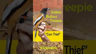 Indian Rufous Treepie 🐦‍⬛Coin Thief Chor parina Pakistan main shortsfeed shortsviral [upl. by Aneeras801]