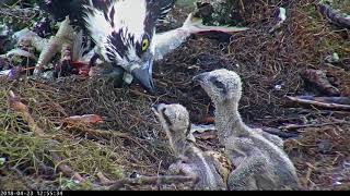 Live Fish Fed To Osprey Chicks On Wet Day In Savannah GA – April 23 2018 [upl. by Brechtel]