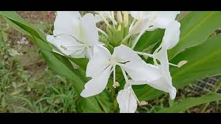 Hedychium spwhite color [upl. by Alekram]