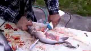 filleting a catfish fast texas style no waste [upl. by Abrahams]