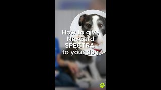 How to give NexGard Spectrea to your dog [upl. by Cyrie944]