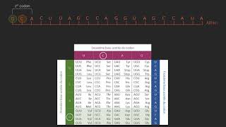 La traduction partie 3  écrire la séquence en acides aminés à partir dune séquence dARNm [upl. by Ahsiek]