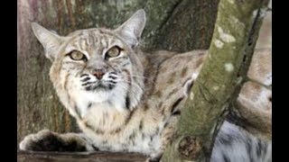 LIVE Bobcat Feeding and Training at Big Cat Rescue  The Dodo [upl. by Waiter]