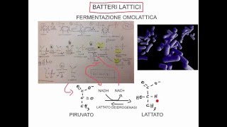 CORSO DI MICROBIOLOGIA ALIMENTARE  LEZIONE 2  BATTERI LATTICI  Lactobacillales [upl. by Kaitlynn]