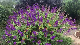 Tibouchina heteromalla  Silver Leafed Princess Flower [upl. by Geldens909]