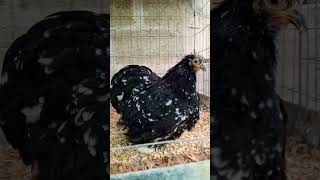 Hermosa cochinchina moteada gallinas chicken chickenbreeds rooster [upl. by Annas]