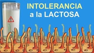 Intolerancia a la lactosa Divulgación científica IQOGCSIC [upl. by Eenel582]