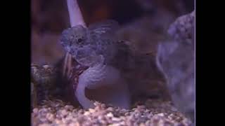 Cone Snail Eating Fish [upl. by Nwahsear]