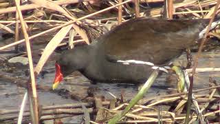 Водяна курочка Gallinula chloropus Вроцлав Польща рОдра 14032024 [upl. by Assenal]