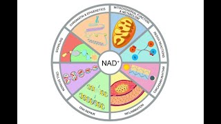 NAD FAD NADP NEDİR [upl. by Rebmik]