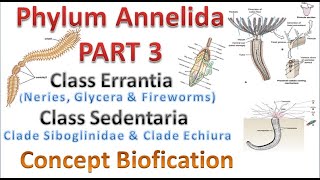 Phylum Annelida part 3 Class Errantia amp Class Sedentaria [upl. by Asilanna]