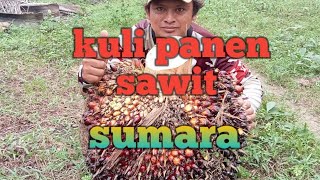 jurus trahir angkat buah super besaredisugiran4266 sawit 🌴🌴🌴 [upl. by Myrtle]