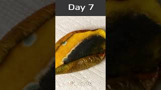 How To Ripen Mangoes Faster At Home 5 Simple Methods [upl. by Ewolram]